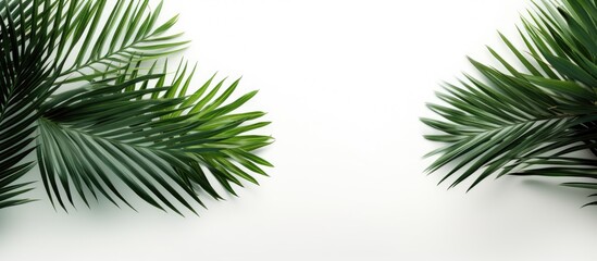 Poster - Palm tree leaves in green color stand alone against a white backdrop providing copy space for text This minimalistic summer inspired concept creates a mock up banner