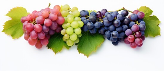 Poster - A layout of green pink and blue grapes with leaves isolated on a white background The image includes copy space for your text to be added