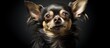 © HN Works - An elderly chihuahua canine. Creative banner. Copyspace image