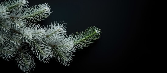Fototapete - A copy space image of evergreen pine needles adorned with white elements