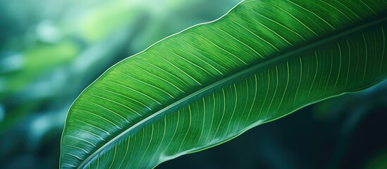 Poster - A close up image of a vibrant green leaf in a tropical nature setting The leaf s texture creates an abstract background with copy space for ecology environment and travel adventure concepts The shall