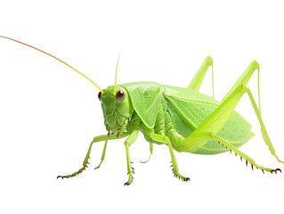 a close up of a green insect