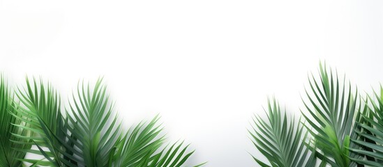 Poster - Palm tree leaves in green color stand alone against a white backdrop providing copy space for text This minimalistic summer inspired concept creates a mock up banner