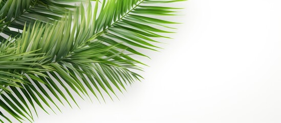 Poster - Palm tree leaves in green color stand alone against a white backdrop providing copy space for text This minimalistic summer inspired concept creates a mock up banner
