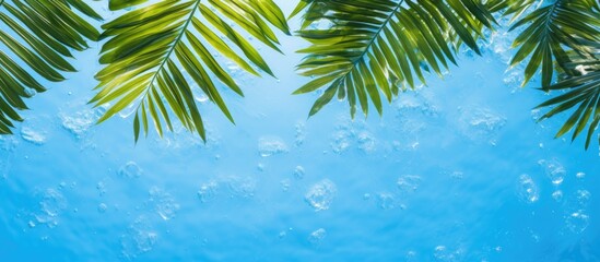 Poster - A tropical spa with a top down view of the main body care on a blue background offering a copy space image