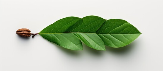 Aufkleber - Top down view of a pecan nut adorned with verdant leaves set against a white backdrop creating ample space for additional imagery