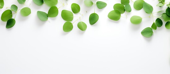 Poster - A frame of green leaves scattered on a white background creates a universal floral layout offering a place for text such as a copy space image