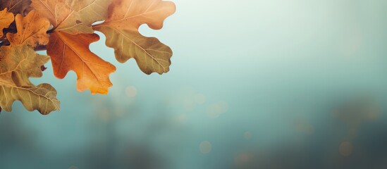 Fototapete - Image background featuring a copy space with oak leaves