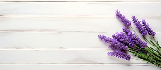 Poster - A copy space image showcases a lavender flower in vibrant purple beautifully displayed on a rustic white wooden surface