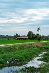 Sticker - The rice paddy field is irrigated with water while full of creepers.