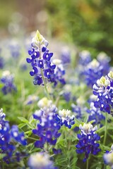 Poster - Field with Bluebonnets flowers and green grass in the afternoon