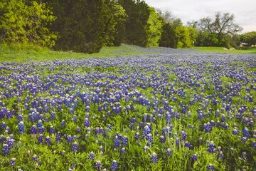 Poster - Field with Bluebonnets flowers and green grass in the afternoon