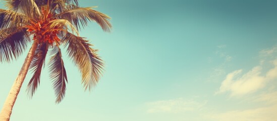 Poster - A tropical palm tree against a sunny sky background with space for adding a personal touch Perfect for conveying ideas of summer vacations and exploring nature The vintage tone filter adds a nostalgi