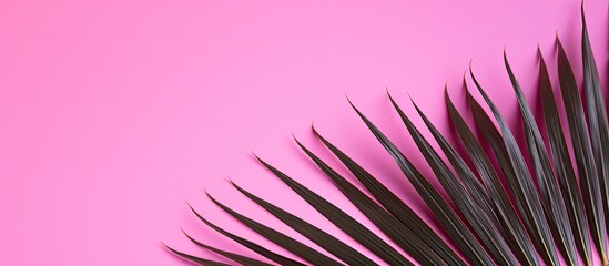 Fototapete - Copy space image of a palm tree leaf against a vibrant pink backdrop