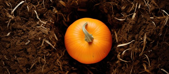 Poster - A top view of a Hokkaido pumpkin growing on a compost with ample space for use as a copy space image