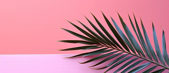 Wall Mural - Copy space image of a palm tree leaf against a vibrant pink backdrop