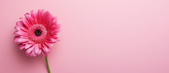 Aufkleber - A vibrant pink flower on a pink background creating a copy space image that evokes thoughts of Valentine s Day Mother s Day or the arrival of spring This flat lay top view adds a touch of elegance