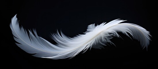 Aufkleber - Abstract white feathers gracefully descending in the darkness creating a captivating visual against the black backdrop Ideal for copy space images