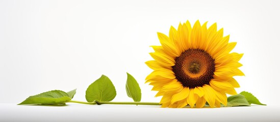 Poster - A stunning sunflower stands alone in front of a white background creating a copy space image