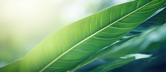 Poster - A close up image of a vibrant green leaf in a tropical nature setting The leaf s texture creates an abstract background with copy space for ecology environment and travel adventure concepts The shall