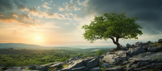 Poster - A stunning young tree emerges from a rock in a vibrant landscape adorned with green leaves encompassing the forest and evening sky A picturesque nature backdrop with a captivating tree Copy space ima