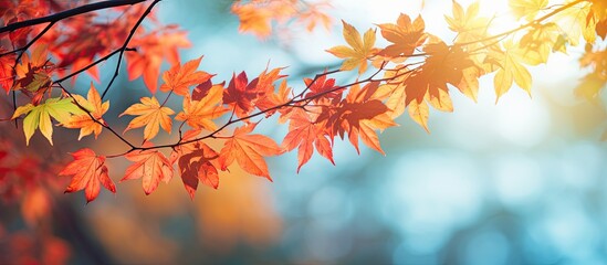 Aufkleber - Autumn time with a picturesque background of beautiful colorful tree leaves in a natural setting creating a vibrant copy space image