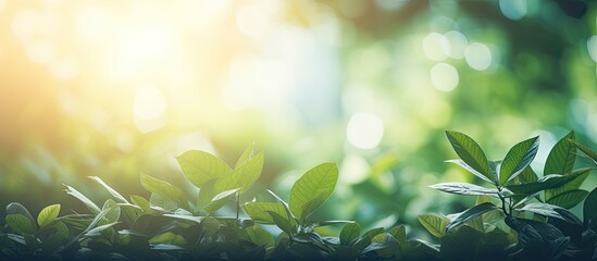 Poster - A vintage filter adds a color style to the abstract texture background of a tropical nature scene featuring blurred leaves and a green bokeh sun light flare This copy space image portrays the concept