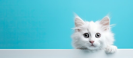Poster - A cute LaPerm kitten with frizzy fur stands in a white image frame looking directly at the camera It is isolated on a turquoise blue background. Creative banner. Copyspace image