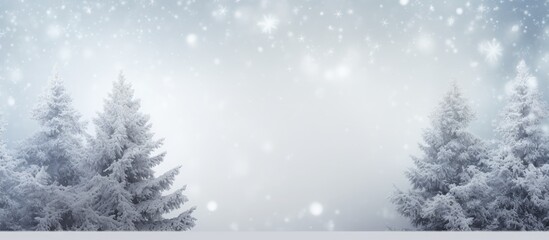 Poster - Snow covered fir branches in a copy space image representing the New Year and Christmas theme