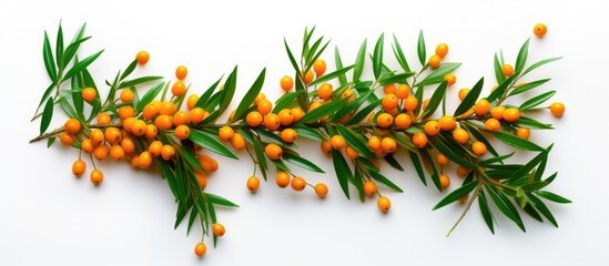Poster - Copy space image of a fresh ripe sea buckthorn berry with leaves isolated on a white background The top view perspective enhances the flat lay pattern