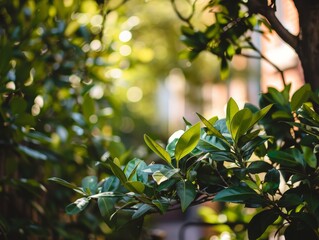 Wall Mural - Lush green foliage with sunlight filtering through