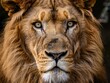 © Balaraw - close-up portrait of a majestic lion