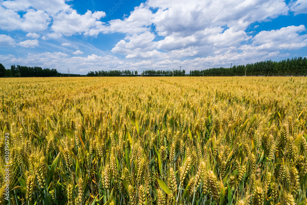 Wheat is growing in the field ,The wheat fields are under the blue sky