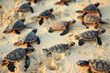 Many newborn baby sea turtles on sandy beach heading to the water