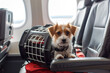 Small dog in a dog carrier in large international airport, ready to travelling in airplane cargo.