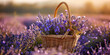Bunch of lavender in the wicker basket on lavender field at sunset.