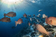 Real group of rare bumphead parrotfish photography swim in atoll deep sea scuba dive explore travel activity with shallow sun ray underwater background landscape around Sipadan island, Malaysia