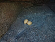 Birds' eggs lie on the stones in zoo