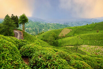 Canvas Print - Tea plantation in the evening sun