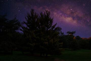 Wall Mural - Stars in the Sky at Night over the Trees of a Pine Forest