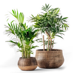 Living room Plants side view full length isolate on transparency background PNG