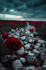 Poster - Beautiful field of red poppies with dramatic cloudy sky. Ideal for nature and landscape concepts