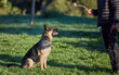 © peopleimages.com - Dog, training ad park with man, ball and animal toy on a lawn with German Shepard in a backyard. Garden, patience and trainer together with rescue canine outdoor with game, trust and care on grass