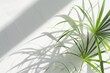 Green plant casting shadow on white wall