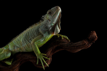 Wall Mural - green iguana isolated on black background