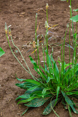 Wall Mural - Ribwort plantain Plantago lanceolata. Medicinal plants in the garden