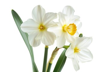 Poster - Three beautiful flowers in a vase, perfect for home decor