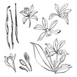 Vanilla, flowers, spices, spices. Sketch ink line food