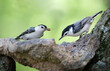 two nuthatches eating a worm
