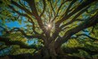 © Svitlana - Looking skyward into the sunlit canopy of a live oak tree